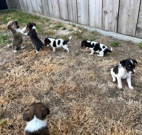 Mooie Jack Russel pups, Dieren en Toebehoren, Honden | Jack Russells en Terriërs, Meerdere dieren, Jack Russell Terriër, Fokker | Professioneel