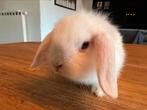 Schattige hangoorkonijntjes, Dieren en Toebehoren, Konijnen, Meerdere dieren, Middelgroot, Hangoor, 0 tot 2 jaar