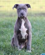 Amerikaanse Stafford pup, Dieren en Toebehoren, Parvo, België, Reu, 8 tot 15 weken