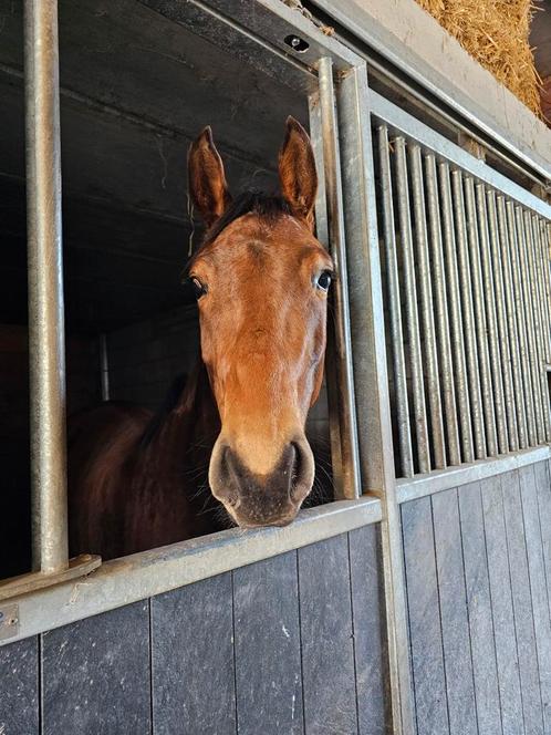 Halve stal / verzorger GEZOCHT, Dieren en Toebehoren, Paarden, Zadelmak, Dressuurpaard
