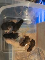 Goudhamsterpups, geboren op 3 oktober 2025., Hamster, Geslacht onbekend, Tam, Oktober