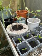 Tomaten pepers, Tuin en Terras, Planten | Tuinplanten, Ophalen
