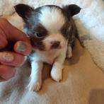 Prachtige langharige chihuahua pups beschikbaar, Dieren en Toebehoren, België, Fokker | Hobbymatig, 8 tot 15 weken, CDV (hondenziekte)