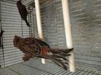 Harlekijnen 2025 geringd, Dieren en Toebehoren, Vogels | Kanaries