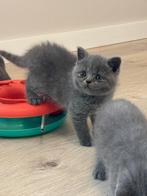 Britse korthaar kittens, Dieren en Toebehoren, Katten en Kittens | Raskatten | Korthaar, Poes, Gechipt, 0 tot 2 jaar