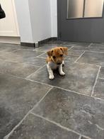 Jack russel pup, Dieren en Toebehoren, België, Fokker | Hobbymatig, Overige rassen, 8 tot 15 weken