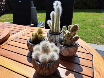 cactussen en vetplantjes 