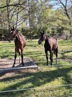 Verschillende jonge paarden te koop, Dieren en Toebehoren, Springpaard, Gechipt, Niet van toepassing, 3 tot 6 jaar