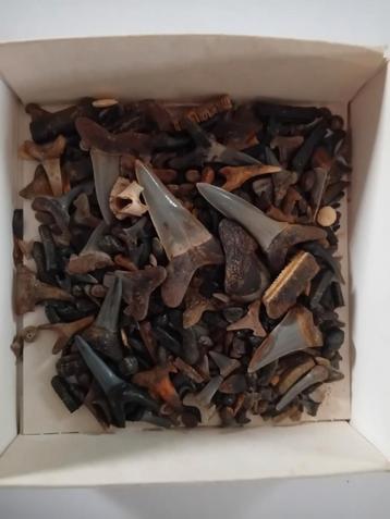 Haaientanden, shark teeths Oosterzele, bakje plezier  beschikbaar voor biedingen