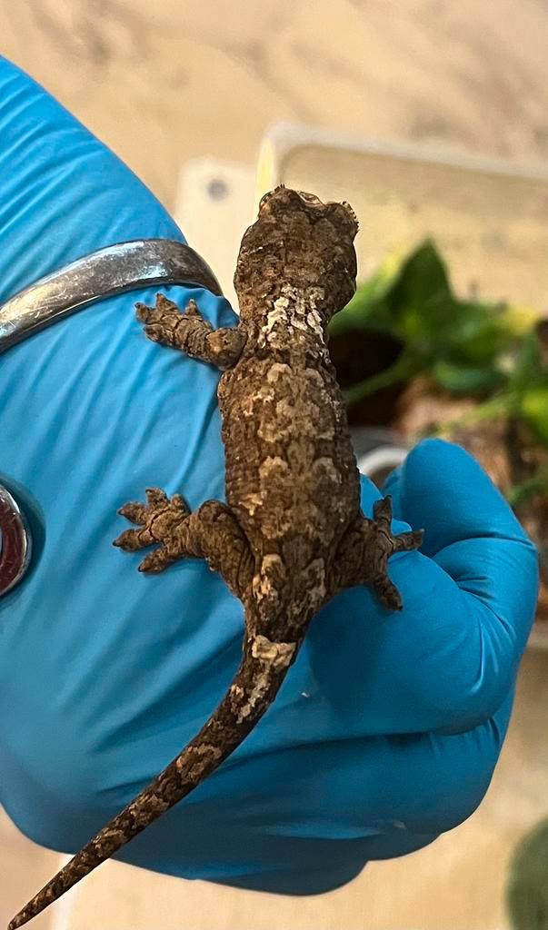 White collar chahoua, Dieren en Toebehoren, Reptielen en Amfibieën, Hagedis, 0 tot 2 jaar