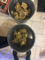 Pierre recifal, Animaux & Accessoires, Enlèvement, Utilisé, Plante(s), Pierre ou Bois