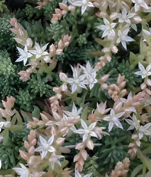 48 Sedum hispanicum, Spaanse muurpeper p 9, Tuin en Terras, Planten | Tuinplanten, Vaste plant, Bodembedekkers, Volle zon, Zomer