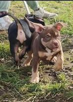 American Bully ABKC Pocket, Dieren en Toebehoren, België, Fokker | Hobbymatig, Overige rassen, CDV (hondenziekte)