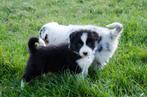 Border collie pups geboren op boerderij, Dieren en Toebehoren, Parvo, België, Particulier, 8 tot 15 weken