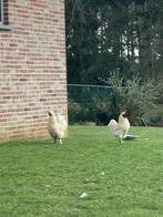 Haan gratis, Dieren en Toebehoren, Mannelijk, Tam