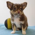 Chihuahua's pups - Kort&Langhaar te koop (Belgisch), België, Handelaar, CDV (hondenziekte), 8 tot 15 weken