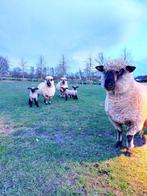 Hampshire down bok lammeren, Dieren en Toebehoren, Schaap, Mannelijk, 0 tot 2 jaar