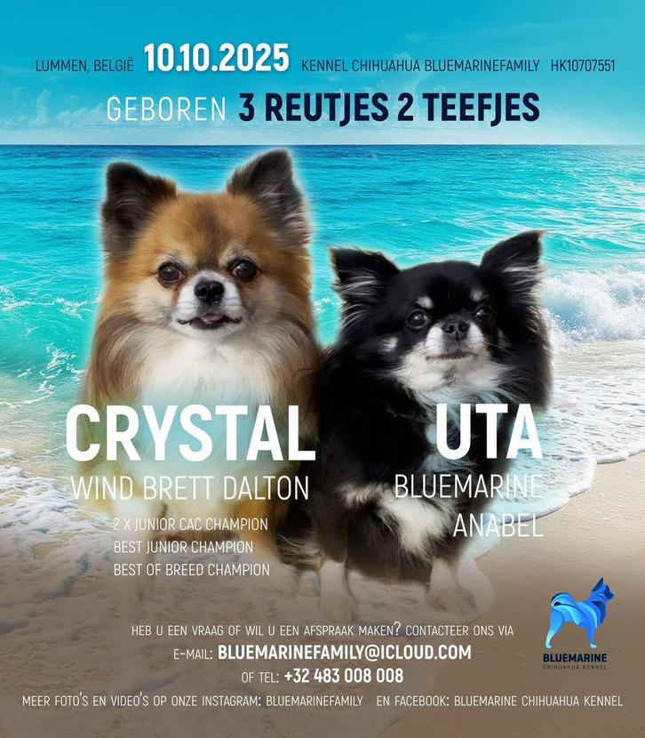 PRACHTIGE LANGHARIGE CHIHUAHUA PUPS FCI STAMBOOM, Dieren en Toebehoren, Honden | Chihuahua's en Gezelschapshonden, Meerdere dieren