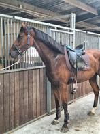 3 jarige topper!, Dieren en Toebehoren, Paarden, Springpaard, Gechipt, Ruin, 3 tot 6 jaar