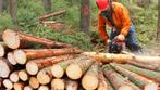 JH cherche travail dans exploitation forestière, Convient comme travail d'appoint, Autres formes, Horaire variable, À partir de 3 ans