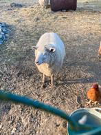 mouton jeune, Enlèvement, Utilisé