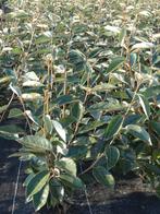 Elaeagnus Ebbingei , Zilverbes , Olijfwilg, Tuin en Terras, Ophalen