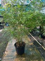 Fargesia rufa nu vanaf €8 !!!! Lier, Tuin en Terras, Ophalen