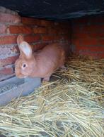 Valle van Bourgonië, Dieren en Toebehoren, Konijnen
