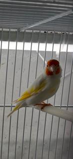 Chardonneret Mutations Satinée Panachée Femelle 2025, Animaux & Accessoires, Enlèvement, Comme neuf, Autres matériaux, Cage d'élevage