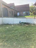 Pauw pauwen, Dieren en Toebehoren, Pluimvee, Mannelijk