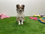 Shetland Sheepdog pups