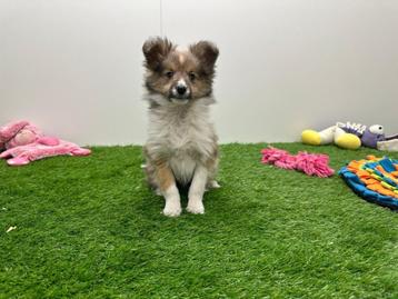 Chiots Shetland Sheepdog, Parvovirose, Plusieurs, Bobtail, Belgique