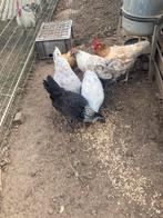 Kippen en haan, Dieren en Toebehoren, Pluimvee, Meerdere dieren, Kip