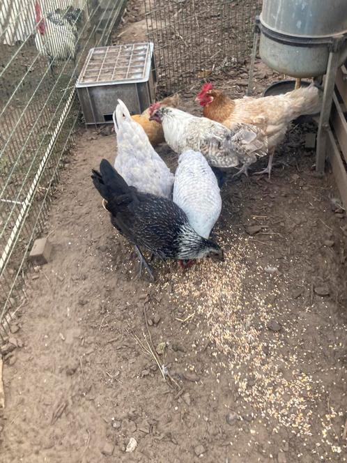 Kippen en haan, Dieren en Toebehoren, Pluimvee, Kip, Meerdere dieren