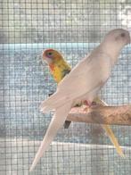 Pop rosella albino '25, Dieren en Toebehoren, Vrouwelijk, Parkiet, Geringd