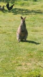 Jong Wallaby kangoeroe 2024, Dieren en Toebehoren