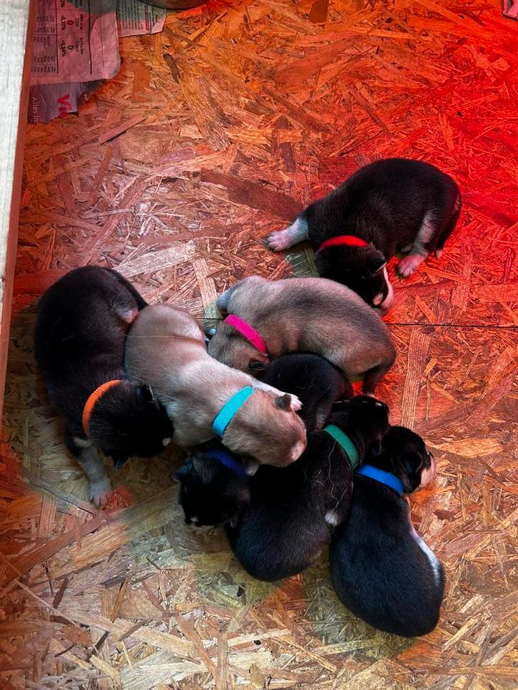 1 husky pupje, Dieren en Toebehoren, Honden | Poolhonden, Keeshonden en Oertypen, Reu, Poolhond, Particulier, Eén hond, België