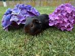 Beertje te koop, Dieren en Toebehoren, Knaagdieren, Juni, Mannelijk, Cavia