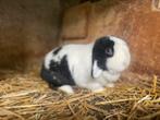 Minilop konijntje, Dieren en Toebehoren, Konijnen
