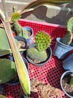Opuntia cactus stekken, Ophalen of Verzenden