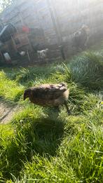 Haan legkip, Dieren en Toebehoren, Pluimvee