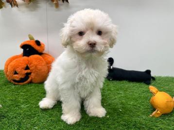 Havanezer pup beschikbaar voor biedingen