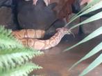 1.0 Python regius ultramel, Dieren en Toebehoren, Slang, 0 tot 2 jaar
