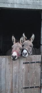 ezel merrie, Animaux & Accessoires, Poneys, Vermifugé, Poney B (1.17 m à 1.27 m), 11 ans ou plus, Poney de récréation