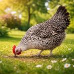 Kippen gulden-zilveren leghoen jonge hennen beschikbaar