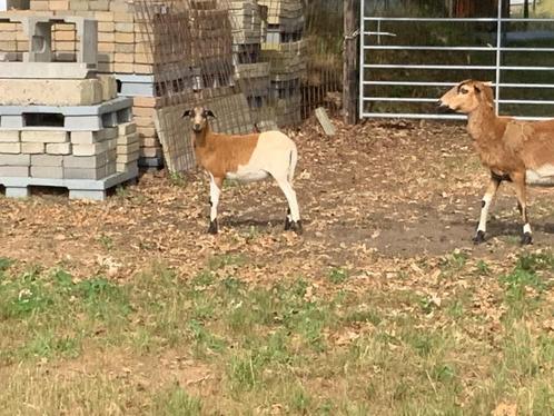 Barbados Black Belly, Dieren en Toebehoren, Schapen, Geiten en Varkens, Schaap, Meerdere dieren, 0 tot 2 jaar
