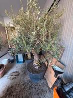 Olijfboom, Tuin en Terras, 100 tot 250 cm, Olijfboom, Ophalen, Volle zon