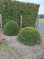 buxus, Tuin en Terras, Planten | Struiken en Hagen, Ophalen, Buxus