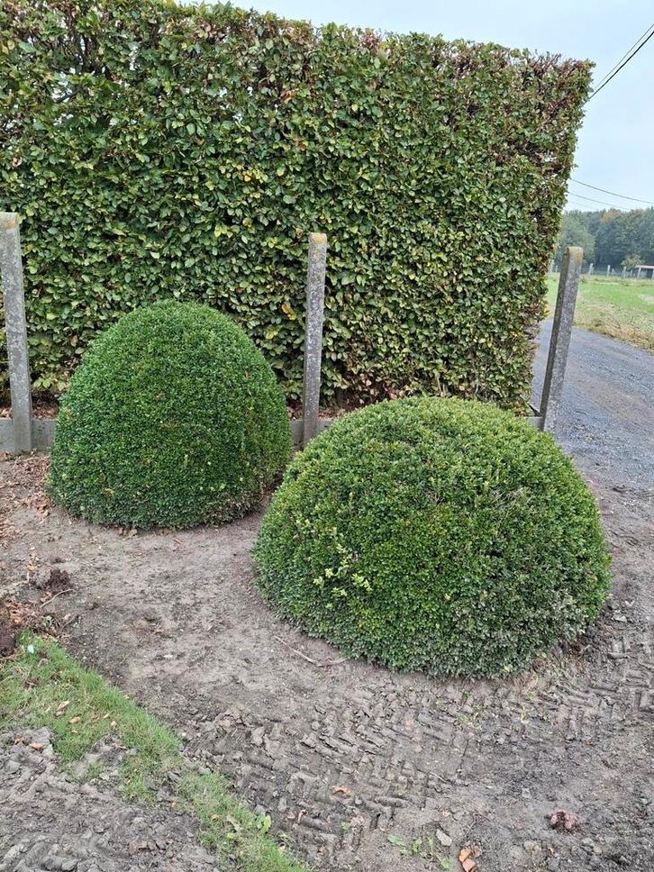 buxus, Tuin en Terras, Planten | Struiken en Hagen, Buxus, Ophalen