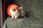 Prachtig Pomeriaan teefje, België, Keeshond, CDV (hondenziekte), 8 tot 15 weken